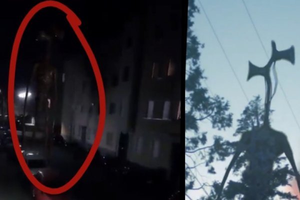 Где купить котиков для начинающих